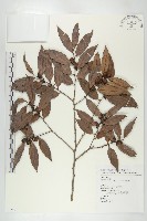 藏品(軟毛柿)的圖片