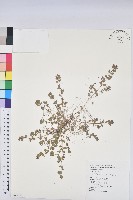 藏品(田代氏大戟)的圖片