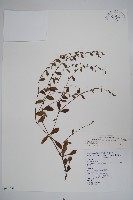 藏品(細纍子草)的圖片