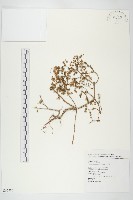 藏品(台灣佛甲草、石板菜)的圖片