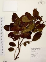 藏品(鼠刺)的圖片