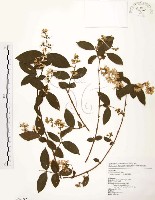 藏品(心基葉溲疏)的圖片