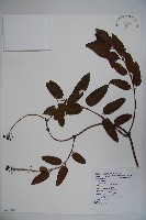 藏品(阿里山忍冬、漸尖葉忍冬)的圖片