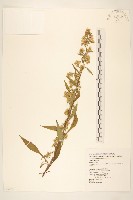 藏品(一枝黃花)的圖片