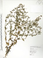 藏品(大籽當藥、巒大當藥)的圖片