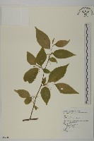 藏品(佩羅特木)的圖片