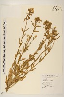 藏品(白頂飛蓬)的圖片