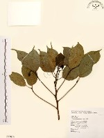 藏品(牛樟)的圖片