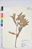 藏品(三斗石櫟)的圖片