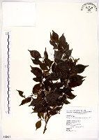 藏品(十子木、加入舅)的圖片