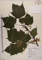 藏品(臺灣紅榨槭)的圖片