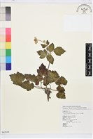 藏品(小白頭翁、野棉花)的圖片