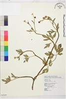 藏品(水辣菜、禺毛茛)的圖片