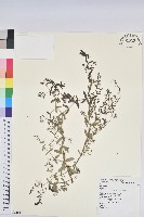 藏品(紫斑大戟)的圖片