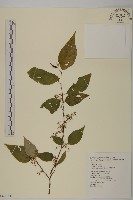 藏品(佩羅特木)的圖片