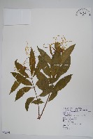 藏品(羊角扭)的圖片