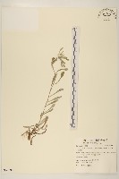 藏品(鼠麴草)的圖片