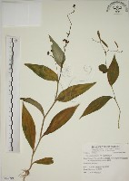 藏品(臺灣油點草)的圖片