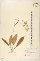 藏品(刀傷草)的圖片