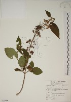 藏品(朝鮮紫珠、蘭嶼女兒茶)的圖片