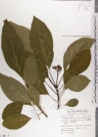 藏品(青脆枝)的圖片