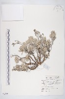 藏品(蘄艾、芙蓉菊)的圖片