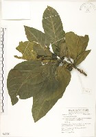 藏品(檄樹、諾麗果)的圖片