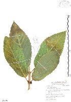 藏品(對葉榕)的圖片