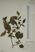 藏品(燈籠草)的圖片