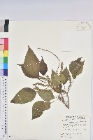 藏品(紅頭鐵莧、蘭嶼鐵莧)的圖片