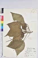 藏品(紅頭鐵莧、蘭嶼鐵莧)的圖片