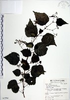 藏品(漢氏山葡萄)的圖片