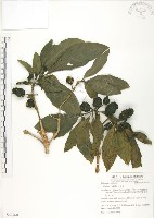 藏品(檄樹、諾麗果)的圖片