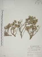 藏品(水芫花)的圖片