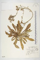 藏品(細葉假黃鵪菜)的圖片