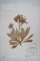 藏品(白水木)的圖片