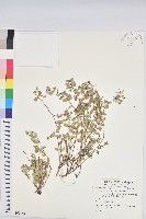 藏品(濱大戟)的圖片