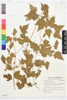 藏品(串鼻龍)的圖片