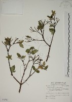 藏品(南嶺蕘花)的圖片