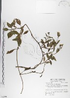 藏品(雙花蟛蜞菊)的圖片