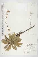 藏品(細葉假黃鵪菜)的圖片