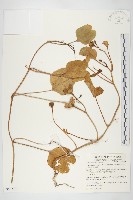 藏品(馬鞍藤)的圖片