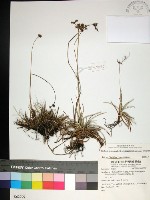 藏品(乾溝飄拂草)的圖片