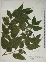 藏品(山黃麻)的圖片