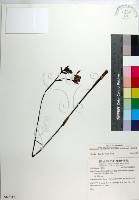 藏品(紫苞舌蘭、紫蘭)的圖片