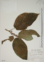 藏品(牛乳榕)的圖片