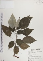 藏品(落尾麻)的圖片