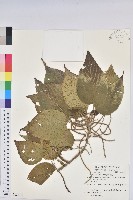 藏品(紅頭鐵莧、蘭嶼鐵莧)的圖片