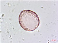 藏品(臺灣油點草)的圖片