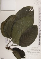 藏品(紅頭咬人狗)的圖片